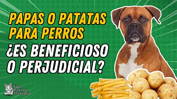 ¿Son buenas las patatas para los perros?