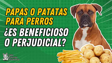 ¿Pueden los perros comer la piel de una patata?