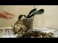 Пересадка орхидеи Моя залитая водой орхидея Transplanting orchids