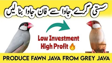 How to Produce Fawn Java from Grey Java | High Profit from Low Investment | Fawn Java Breeding Tips
