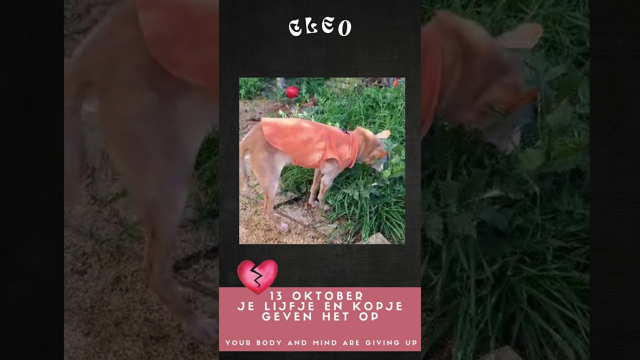 🌈 In Loving Memory of Cleo | Forever in My Heart  #rainbowbridge #petloss #petlosssupport