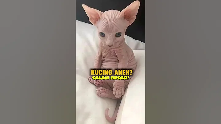 Video 11831861: kucing sphynx, sphynxcat