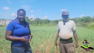 Escallion Farming in New Forest Manchester Jamaica!!