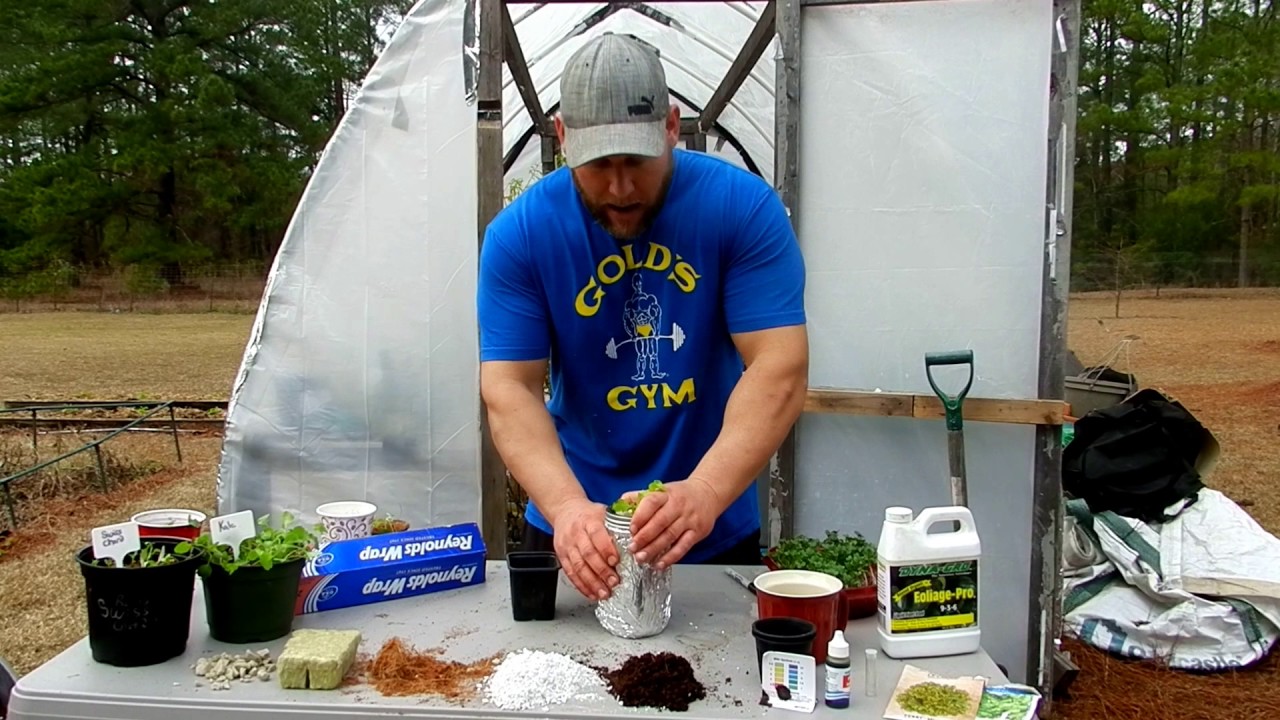 Mason jar hydroponics/Grow leafy greens YouTube