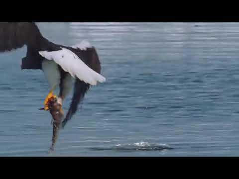 نسر البحر ستيلر