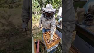 Как боремся с клещём варроа #пчеловодство #bee #пчёлы #beekeeper #2024 #honey  #beekeeping