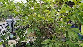 Media untuk tabulampot Srikaya Jumbo