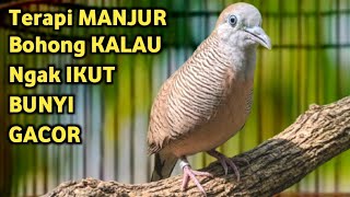 Perkutut Lokal Gacor Suara Super Kristal - Pancingan Malas Bunyi  (99%AMPUH BANGET)