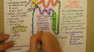 Nephron function, Part 2