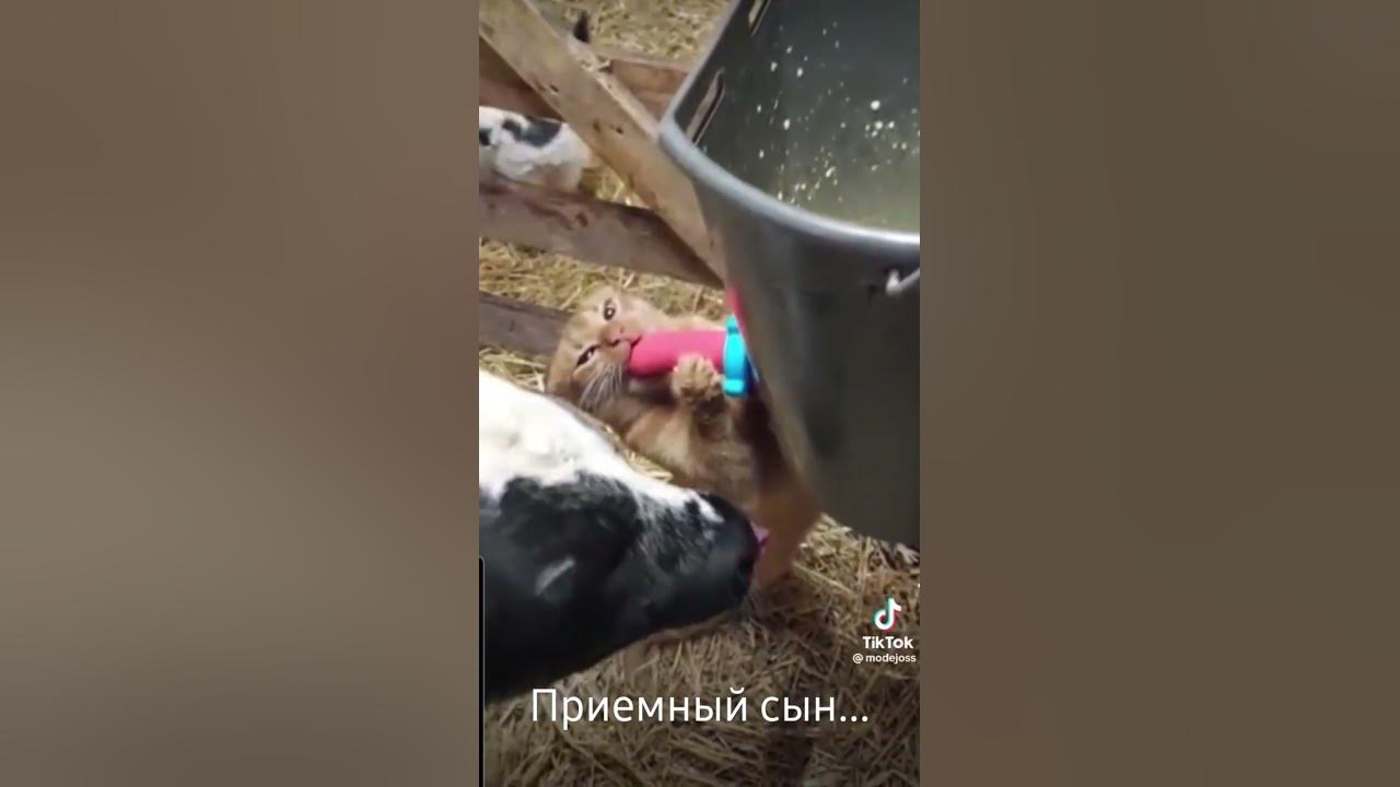 приемный сын коровы - YouTube