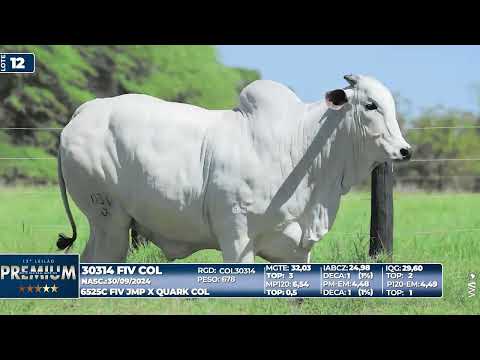 LOTE 12   30314 FIV COL
