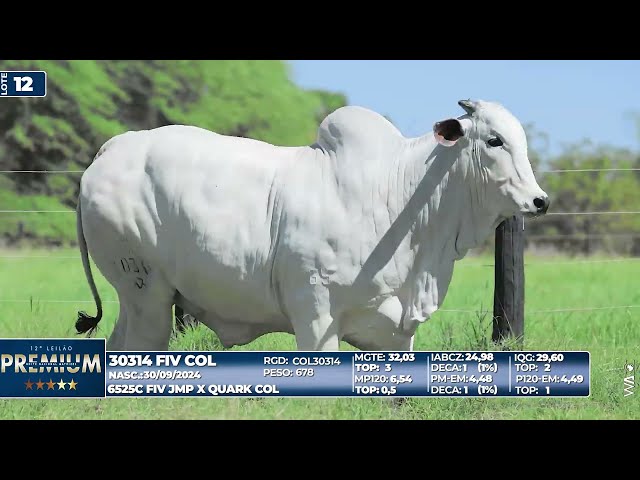 LOTE 12   30314 FIV COL
