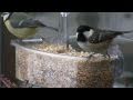 Birds using a window feeder Birds using a window feeder