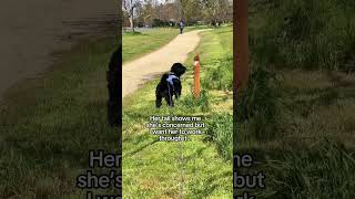 Off leash dog versus reactive dog