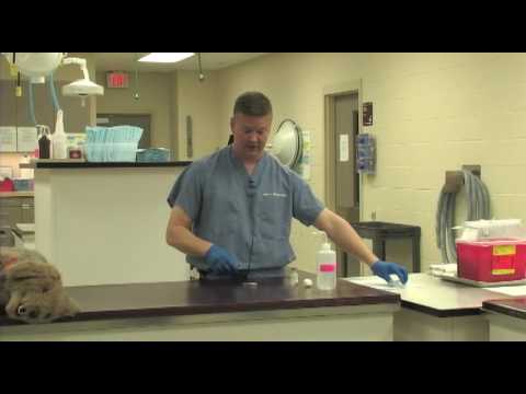Veterinary Procedure - Filling a Syringe