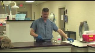 Veterinary Procedure - Filling a Syringe