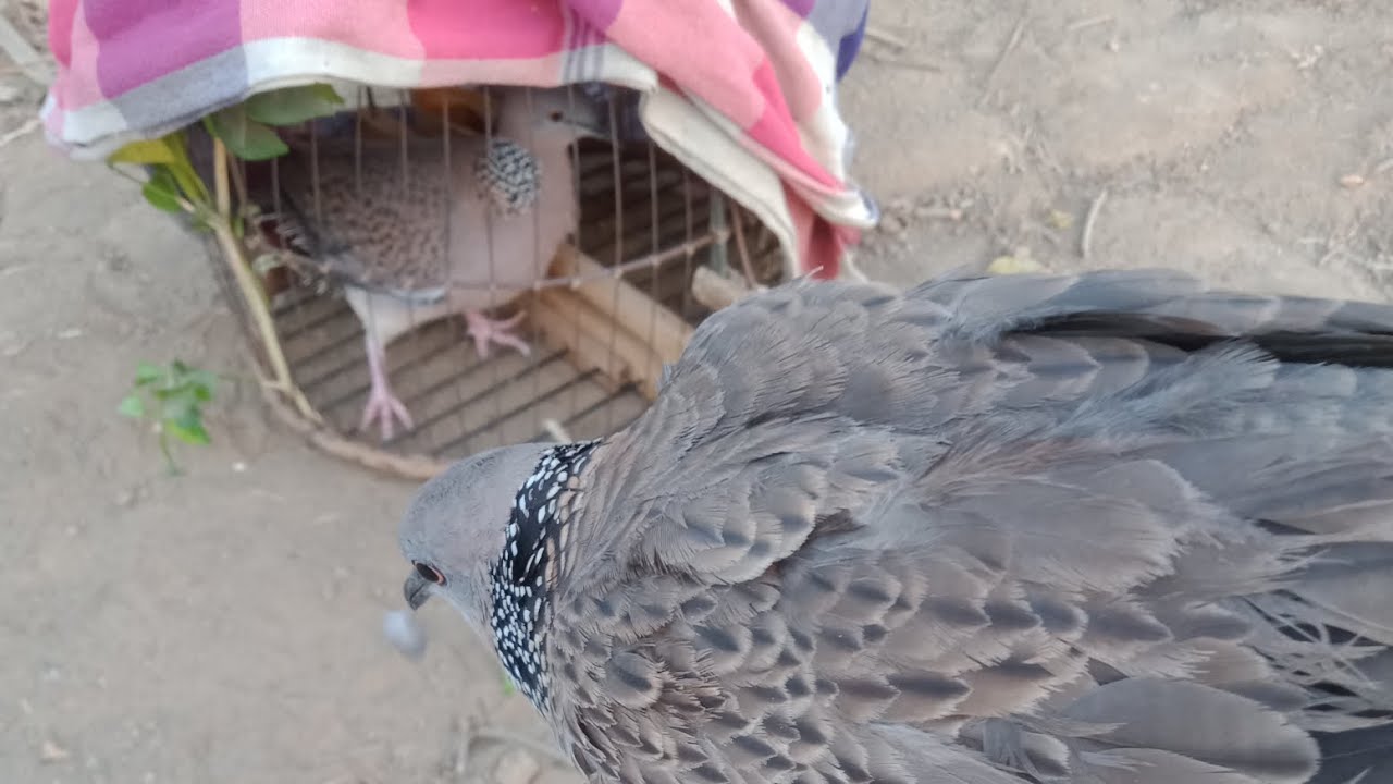 ต่อนกเขาใหญ่คอนแล้งเจ้าธันวาเป็นนกหลิ่วตันหมาน1แต้ง