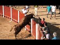 Solo Saltos de Toros Bravos