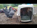 Introducing a NEW ROOSTER to the Flock...Johnny CASH Ain't Havin' IT!
