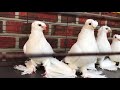 Белые узбекские голуби