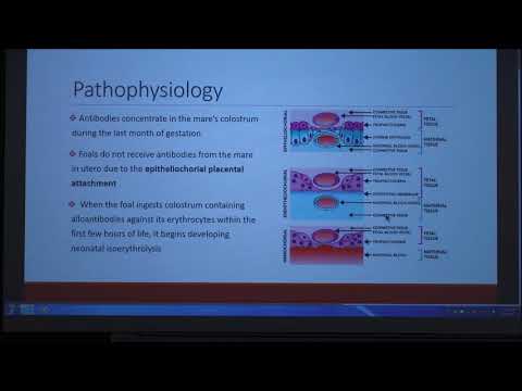 Video: Anemia - Buih Yang Baru Lahir - Isoerythrolysis Neonatal Equine