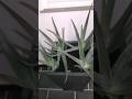 Aloe Vera pflanzen und teilen #aloevera