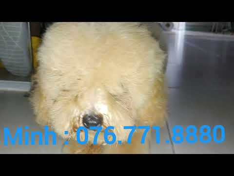 Video Chó Poodle đực 3 tháng hơn chỉ nặng 1,2 kg - youtube