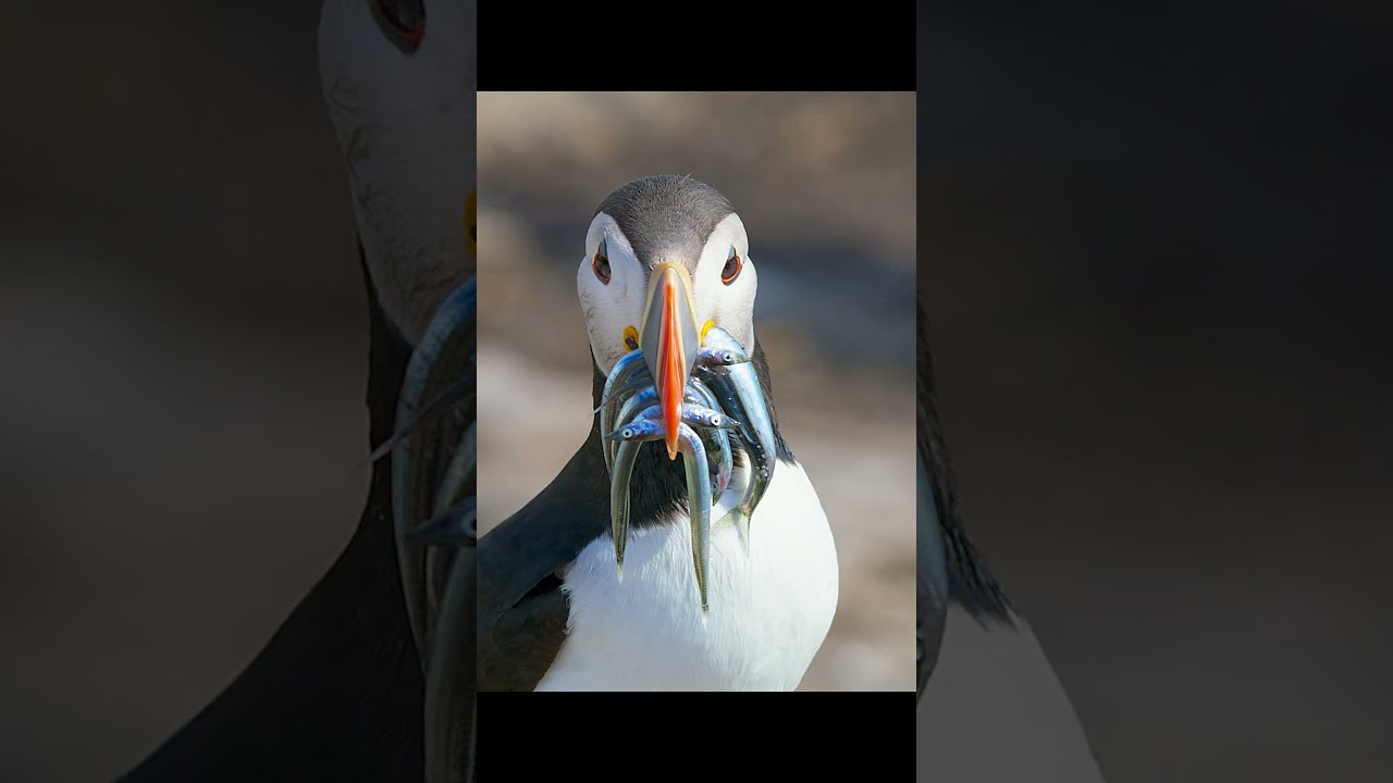 With So Much Food In Its Mouth It Is A Great Temptation For Hungry Birds Wildlife Animals