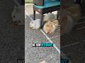 We now interrupt your scrolling to bring you this 🥰 cute puppy dog 🐶 #cute #puppy #dog #shorts