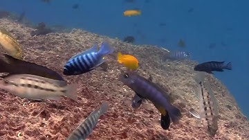 سورة الحشر.الشيخ/ابونجم الهاشمي