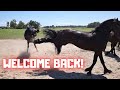 Welcome back Ginny! We're going to get you! | Friesian Horses