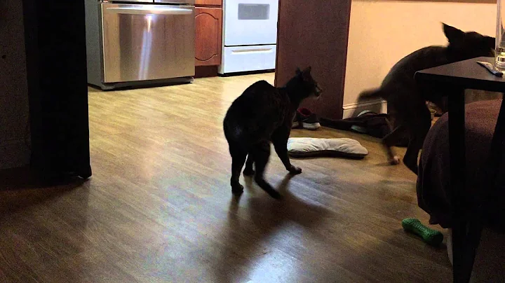 Watch the video about Male F2 Savannah Cat and Female Boxer Playing