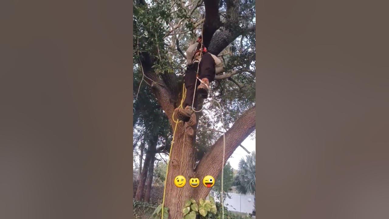 SRT Tree Climbing Petzl Zigzag ,Chicane, Knee Hand & Foot Ascender 😰👀😱