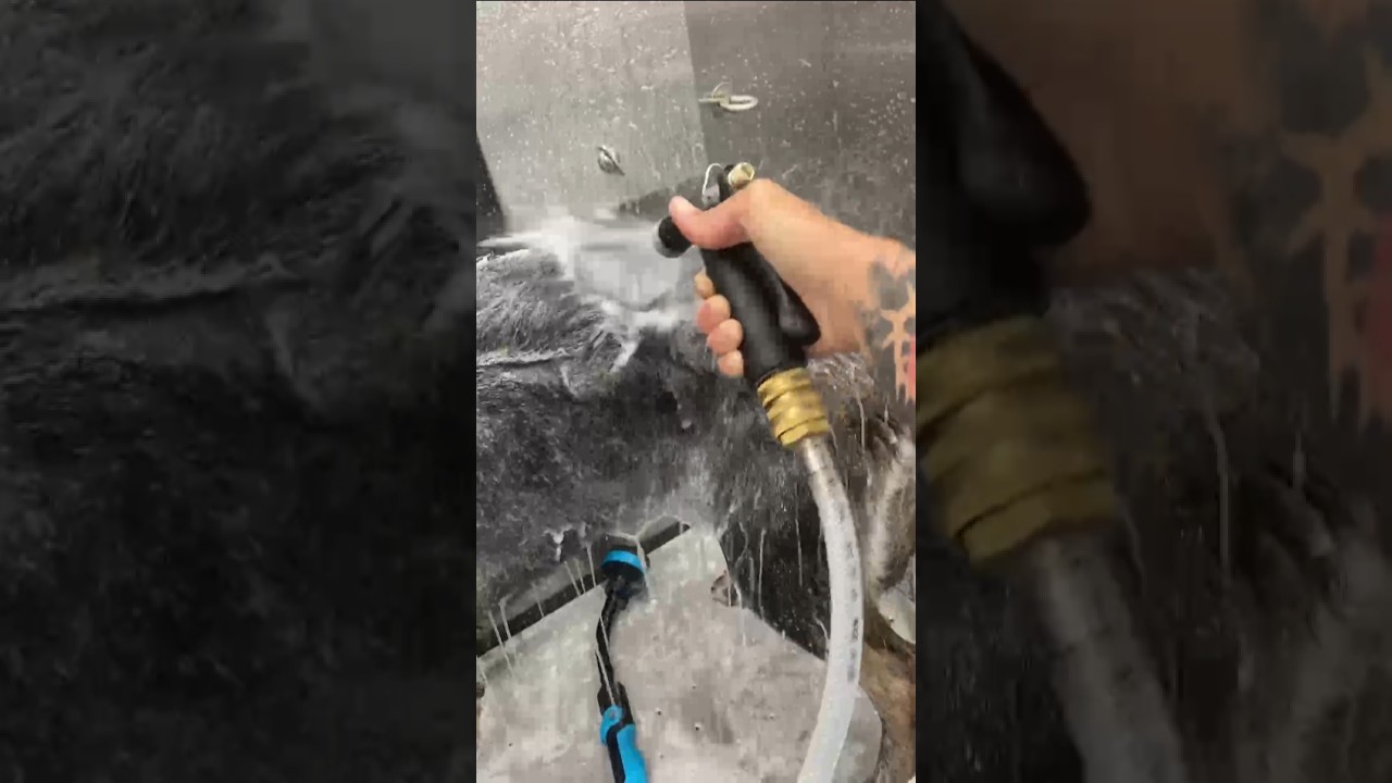 purrfectgrooming Mobile Pet Grooming The Ultimate Spa Experience For purrfectgrooming Mobile Pet Grooming The Ultimate Spa Experience For