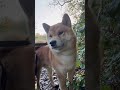 Best wishes to you all! #dog #shibainu #pet #dogvideos #dogshorts #shorts #tiktok
