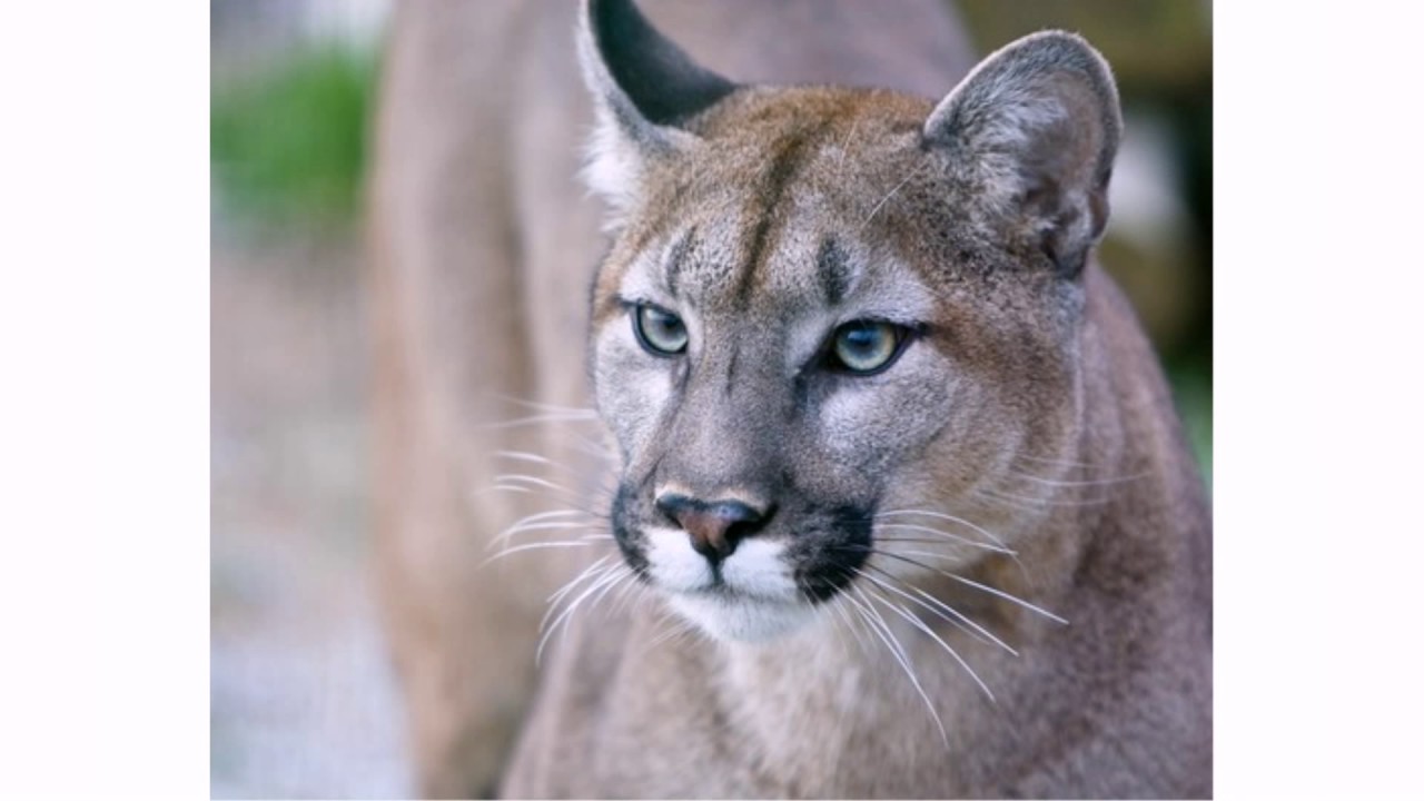 Puma cougar - habitat, diet, size and 