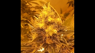 Jackie White Grow: Day 49 of Flower