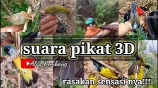 suara pikat rencekan gak tunggu lama burung bakal datang!?