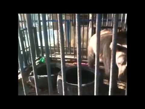 დავეხმაროთ დათუჩას