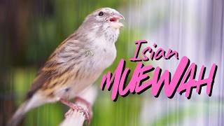 MATERI MEWAH iDAMAN - MASTERAN KENARI ISIAN BLACKTHROAT GACOR SUARA JERNIH MUDAH DITIRU