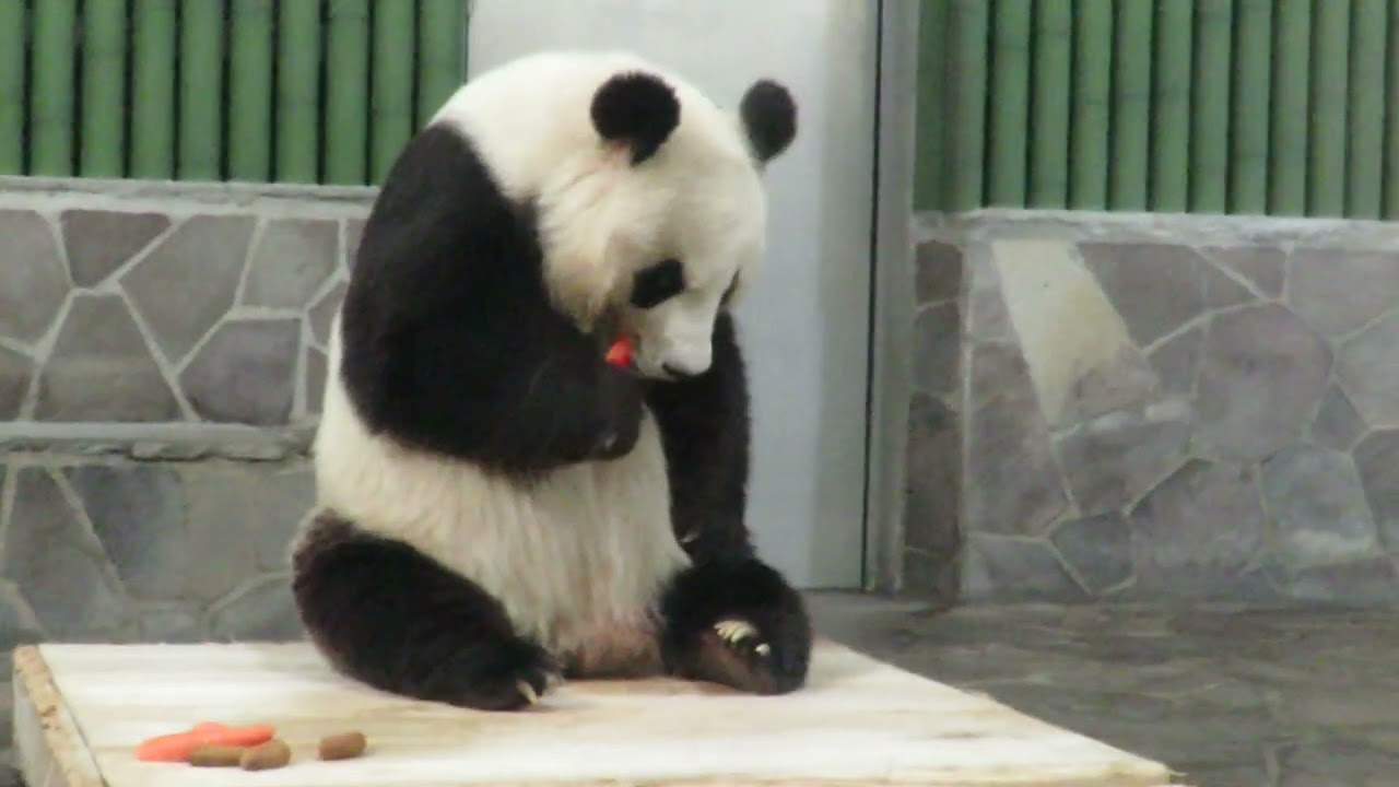 April 24, 2018 [Selected] Panda eating a carrot - YouTube