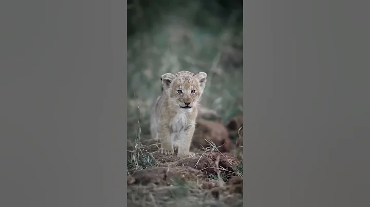 😍 Lion cub calling for his Mother💯 Rate this 1-10? ❤️#youtubeshorts