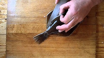 Filleting A Dab Plaice turbot flounder or other flatfish. Cooking Fish