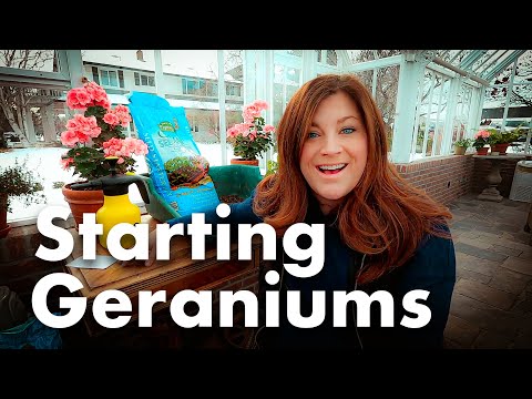 Vídeo: Alpine Geranium Care - Saiba mais sobre as plantas Erodium Alpine Geranium
