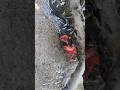 crab catch 🔥⚓✨ #shorts #trending #viral #fishing #sea #love #like #vlog