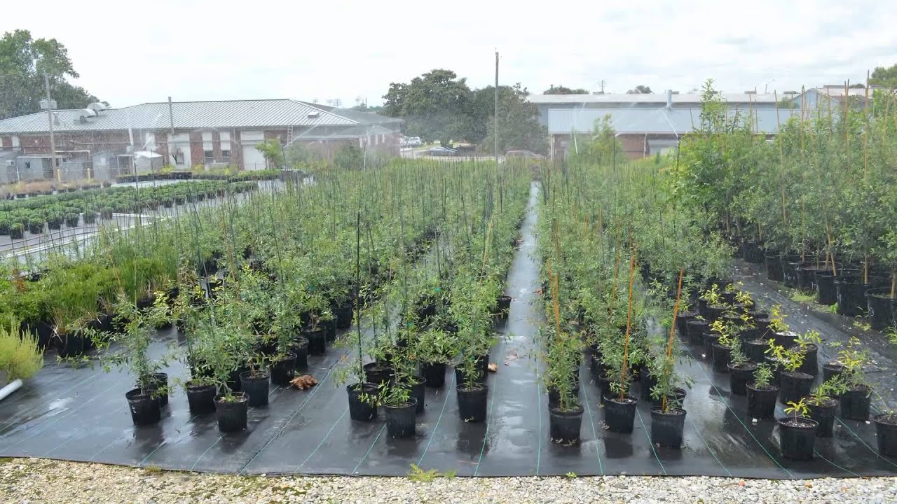 auburn university baseball Oaks seedlings and clones help fans continue an Auburn tradition
