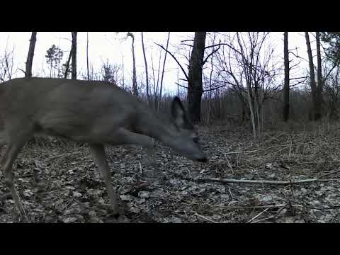 Gojelyje 3 (šernų banda, skubantis barsukas, stirna, lapė ir usūriniai šunys)