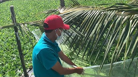 Giao Ốc Bươu Đen Giống Cho Khách Hàng Ở Vĩnh Lợi-Bạc Liêu | Liệt Vlog