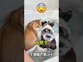 子犬と子猫が一緒にお風呂に入ったら…こんなことが起こった！😂🤮 #shorts