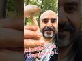 Cueillette de champignons en forêt : attention aux sangliers ! 🐗🍄